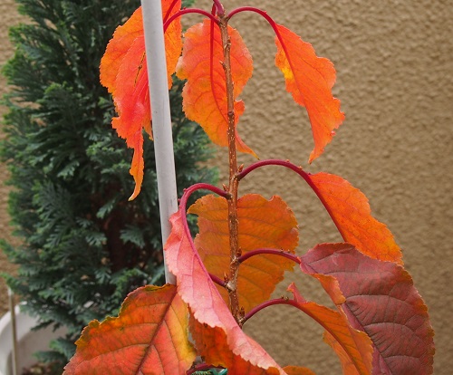 やまざくらの成長