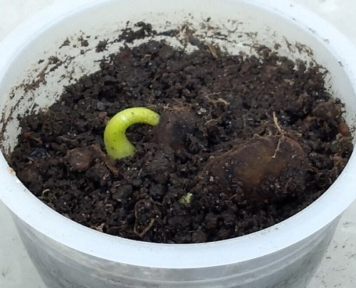 桃栗３年柿８年の成長