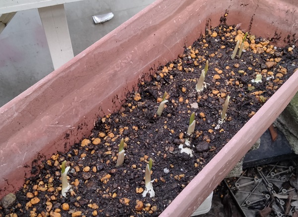 にんにくを植えてみた