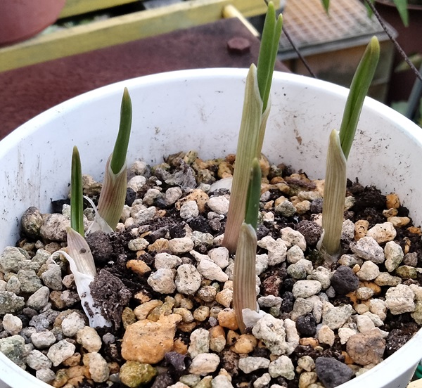 にんにくを植えてみた