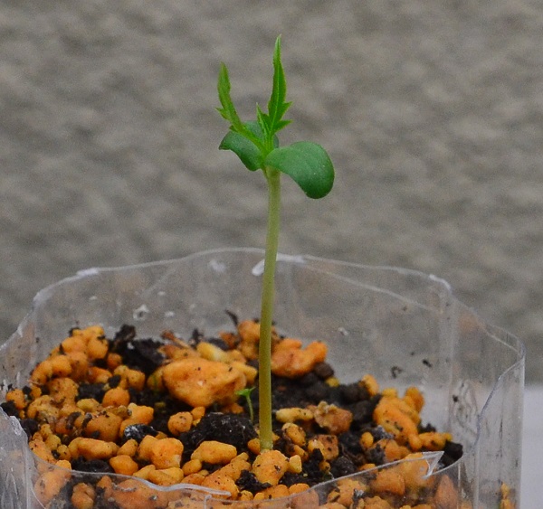 リンゴを種から育てる