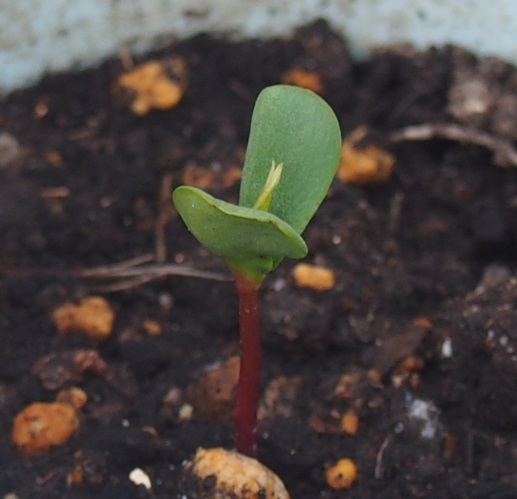リンゴを種から育てる