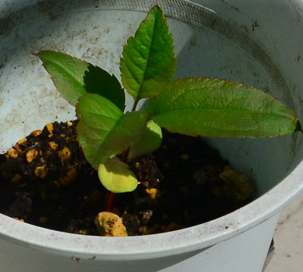 リンゴを種から育てる