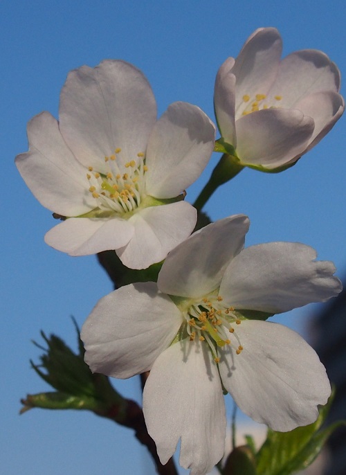 やまざくらの成長