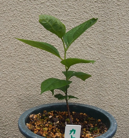 桃栗３年柿８年の成長