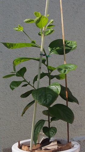 桃栗３年柿８年の成長