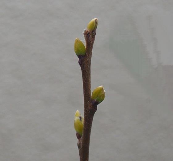 桃栗３年柿８年の成長