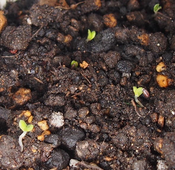 ラベンダーを種から育てる