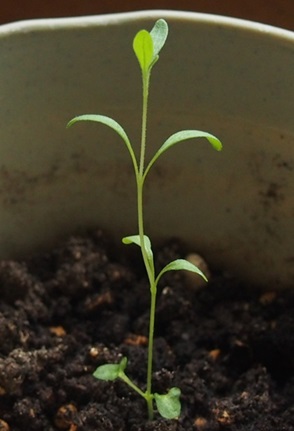 ラベンダーを種から育てる