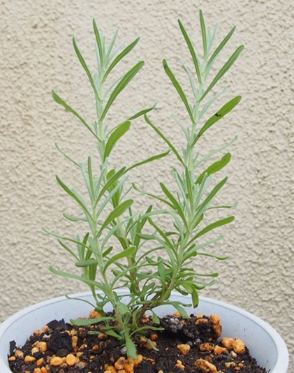 ラベンダーを種から育てる