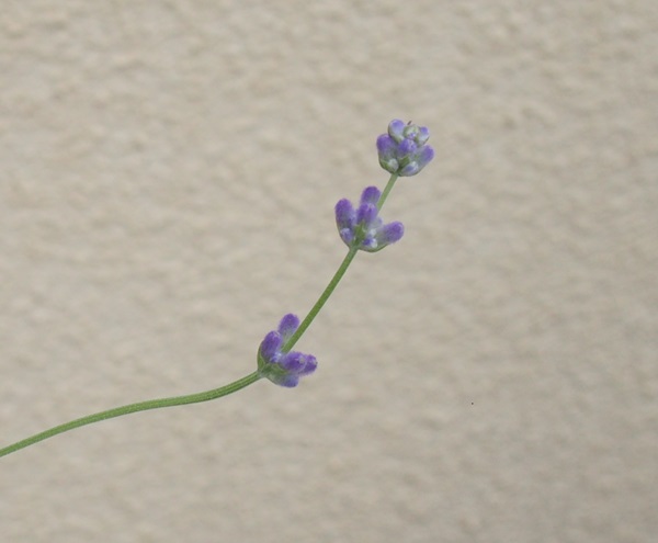 ラベンダーを種から育てる