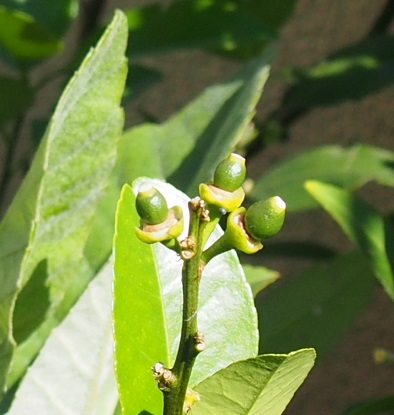 屋上ガーデン・レモンのページ