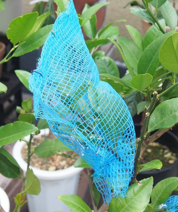 屋上ガーデン・レモンのページ