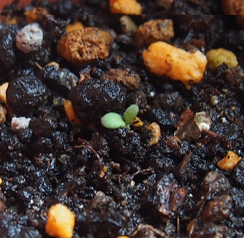 ローズマリーを種から育てる