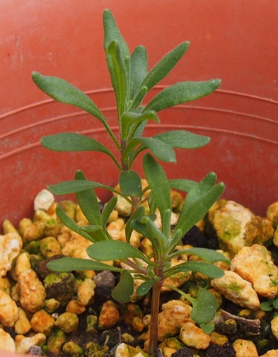 ローズマリーを種から育てる