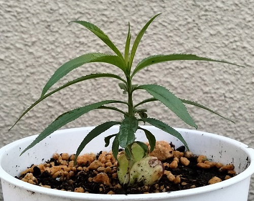 桃を種から育てる