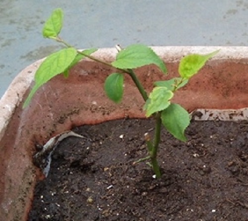 屋上ガーデン・育成ページ