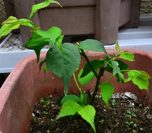 屋上ガーデン・育成ページ