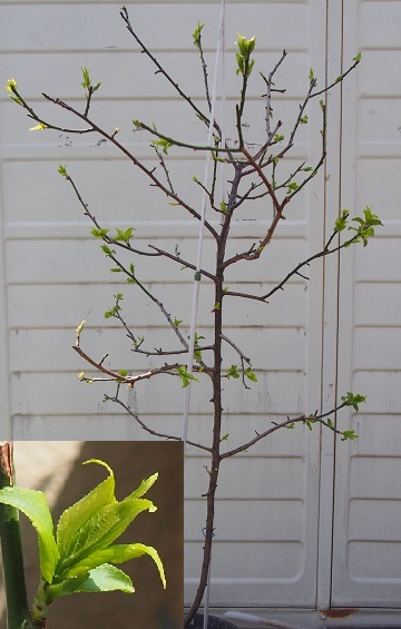 屋上ガーデン・梅の育成