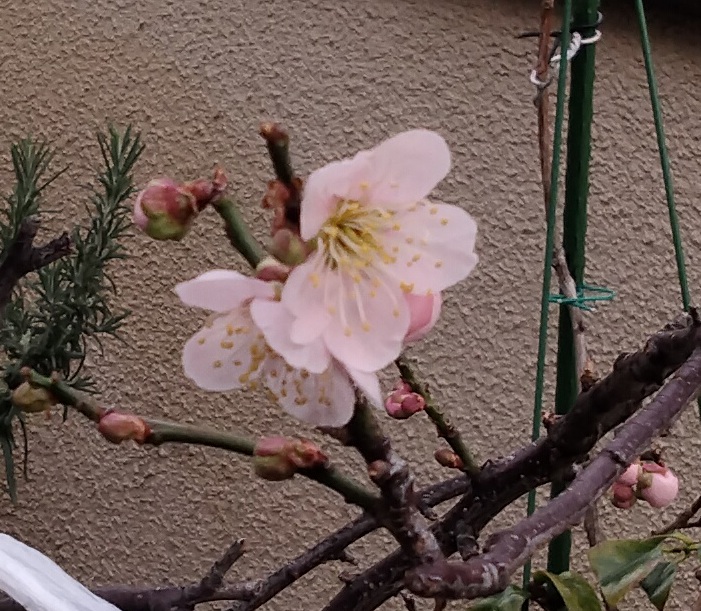 屋上ガーデン・梅の育成